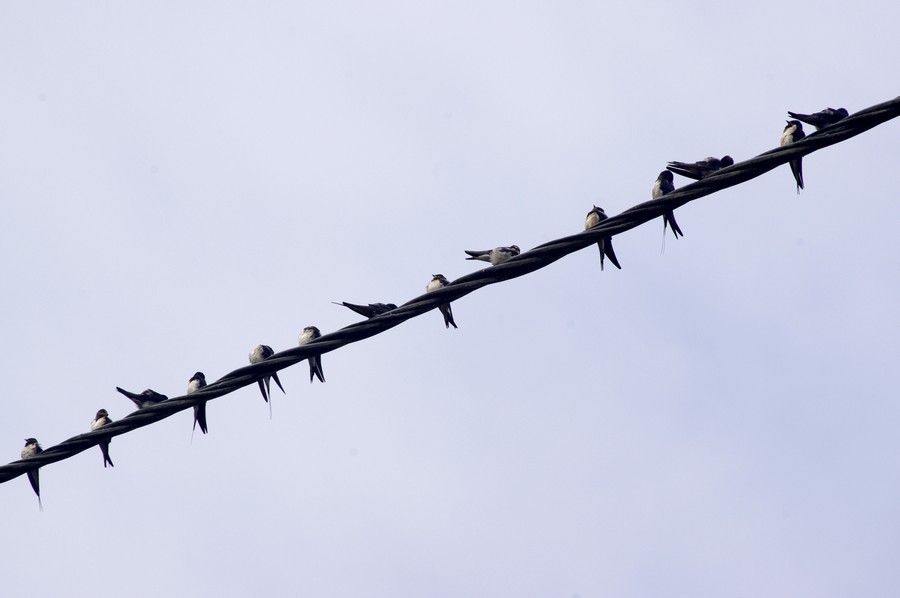 14 hirondelles rustiques posées sur un cable téléphonique