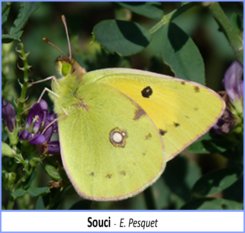 papillon souci vu de profil