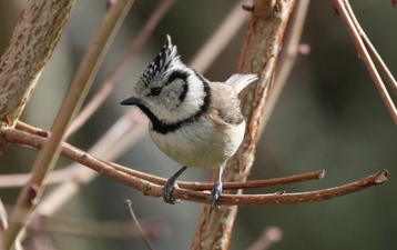 mésange huppée