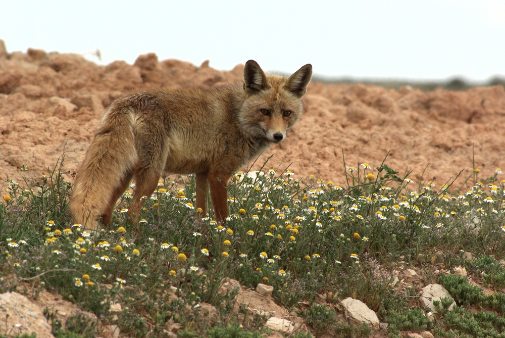renard roux