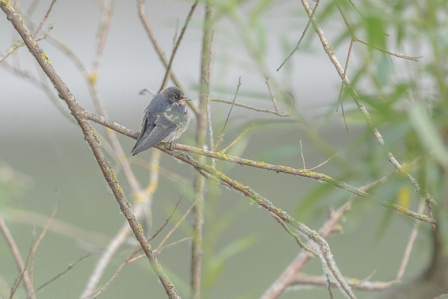 Hirondelle rustique - Hirundo rustica