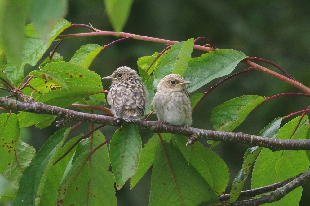 photo de deux poussins de Gobemouche gris