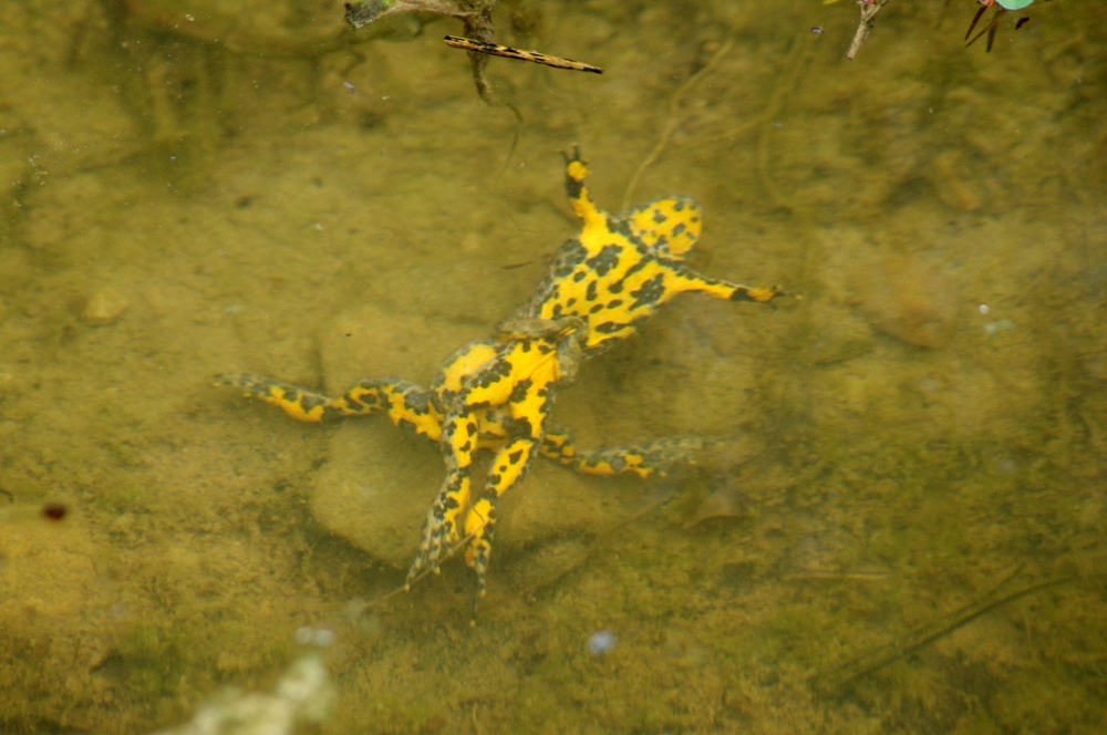 amplexus (accouplement) de sonneurs à ventre jaune dans une mare