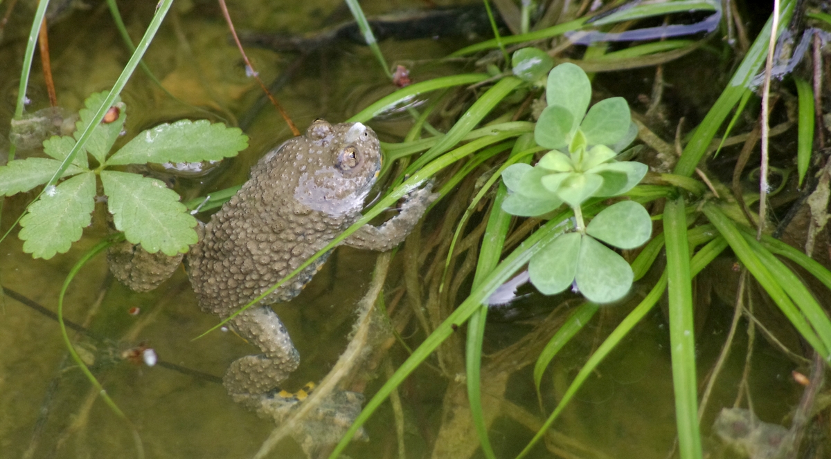 sonneur à ventre jaune accroché à des plantes aquatiques, la tête sortie de l'eau