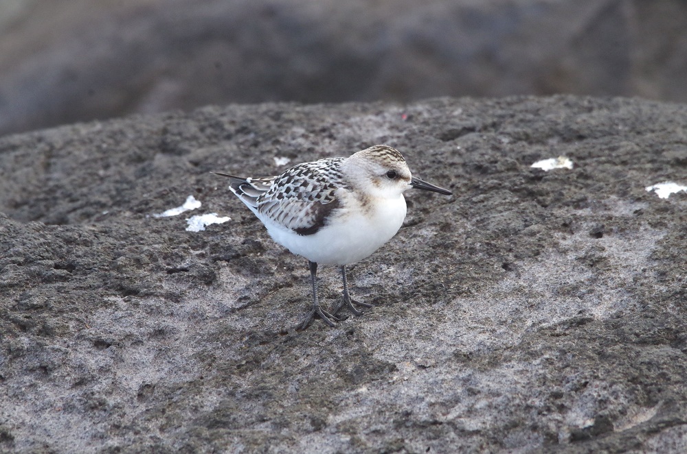 Bécasseau sanderling juvénile