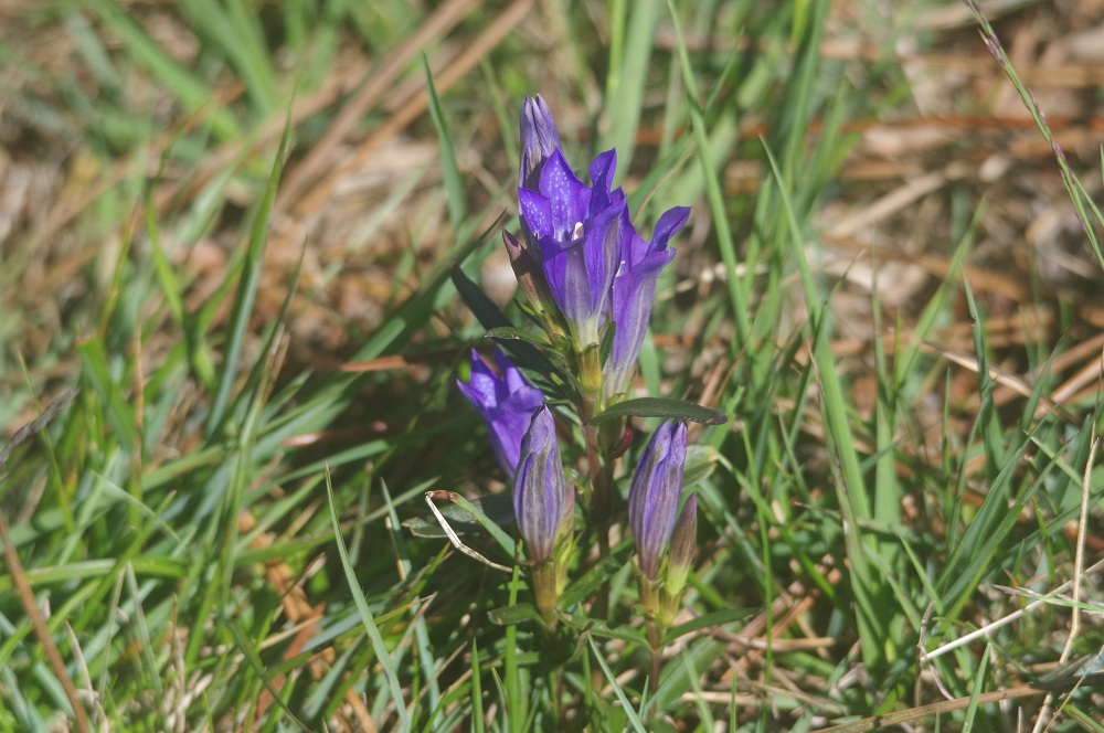 photo de Gentiane pneumonanthe par Frédéric Malvaud