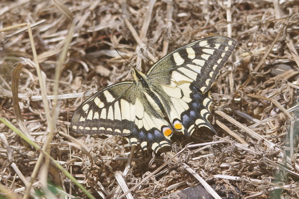 papillon machaon posé au sol