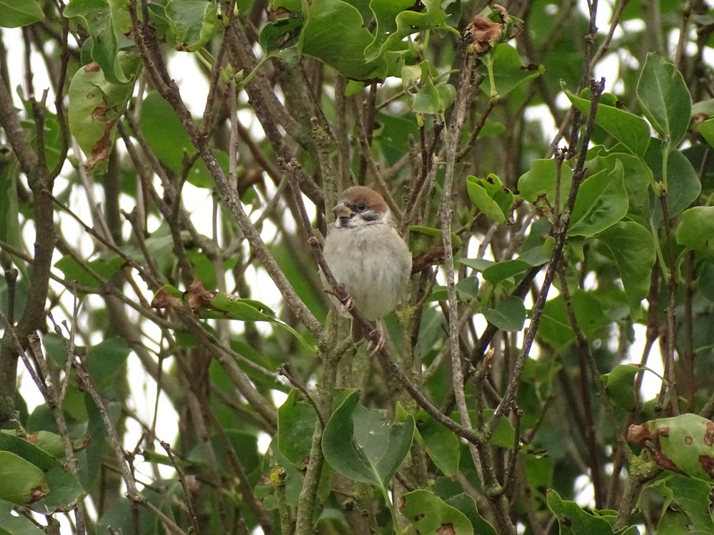 Moineau friquet posé dans un buisson, dans la Manche à Ardevon