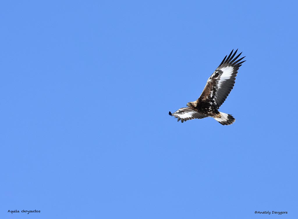 Aigle royal en vol