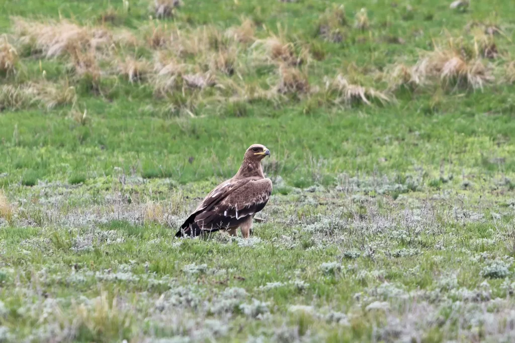 aigle des steppes posé au sol