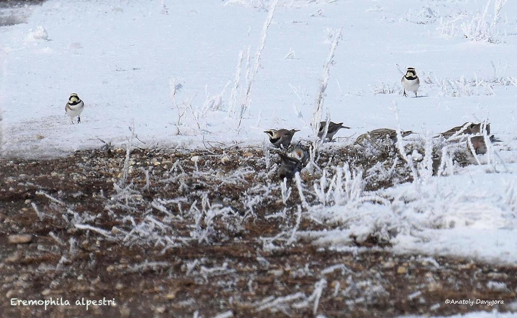Alouettes haussecols au sol dans la neige