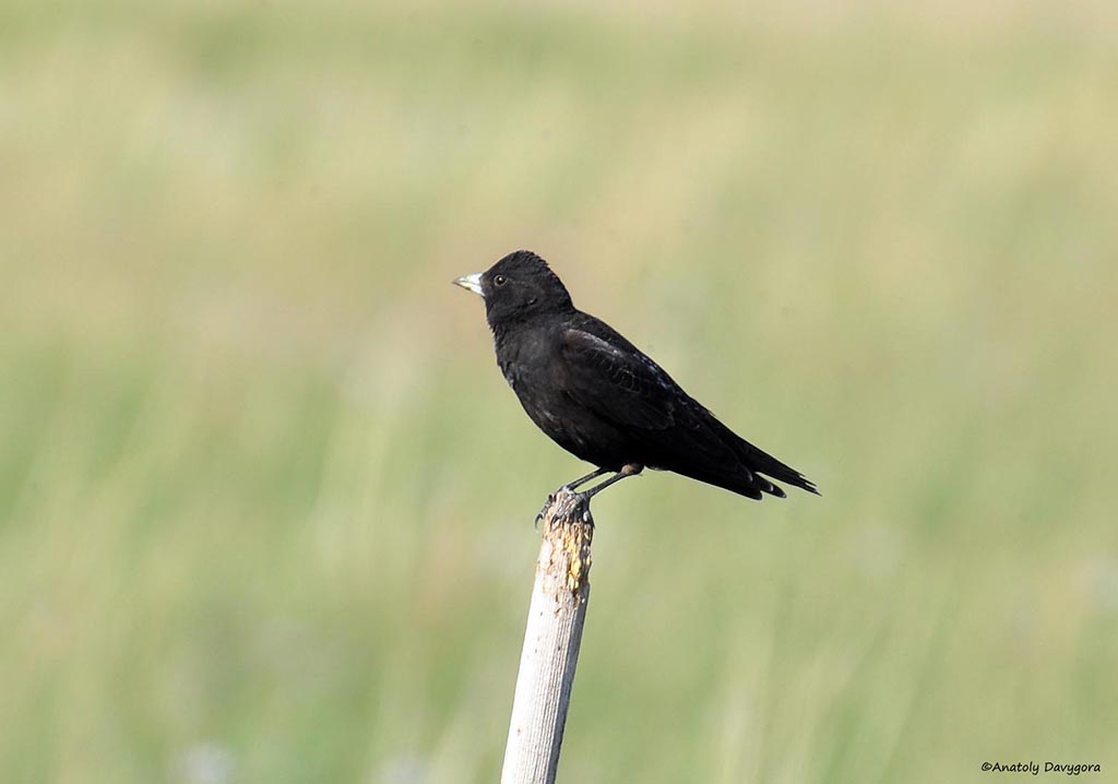 Alouette nègre posée sur un poteau