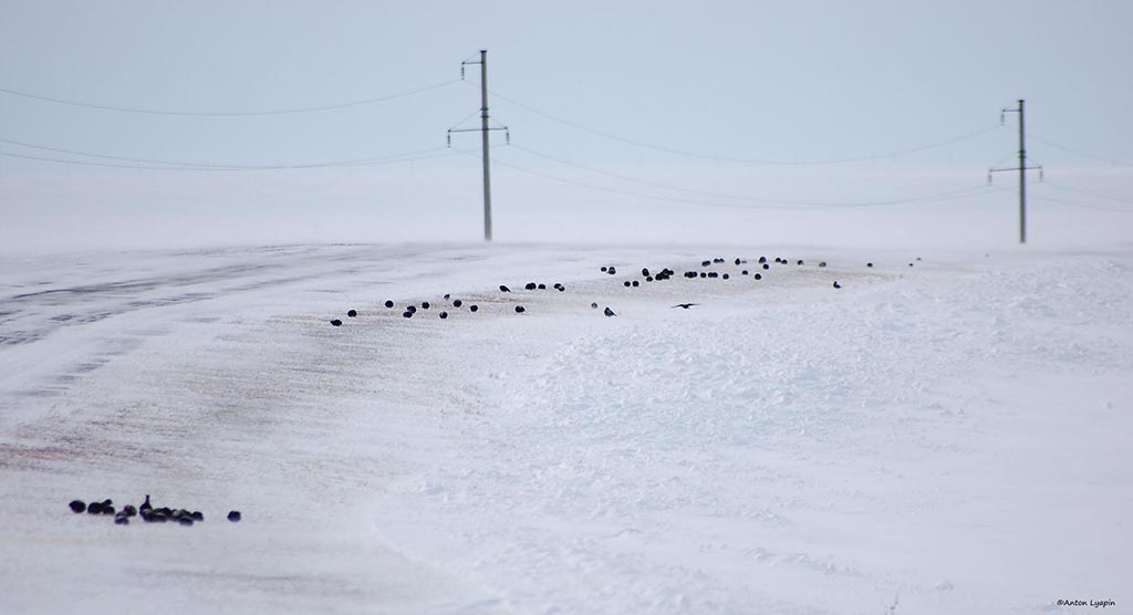 paysage avec un groupe d'alouettes nègres dasn la neige