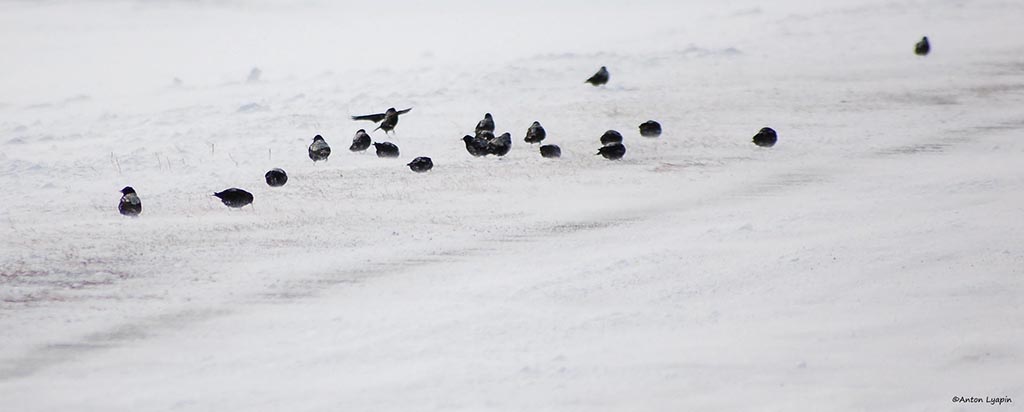 groupe d'alouettes nègres dans la neige