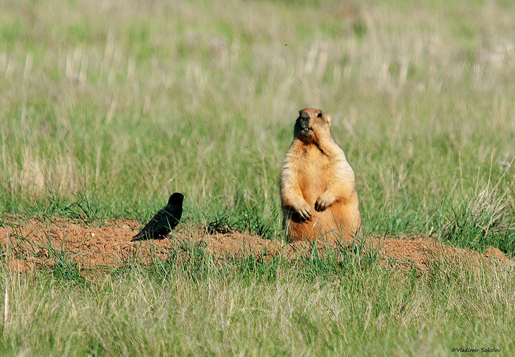 Alouette nègre et marmotte dans l'herbe