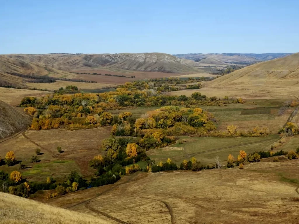paysage de boisements dans la région d'Orenbourg (Russie)