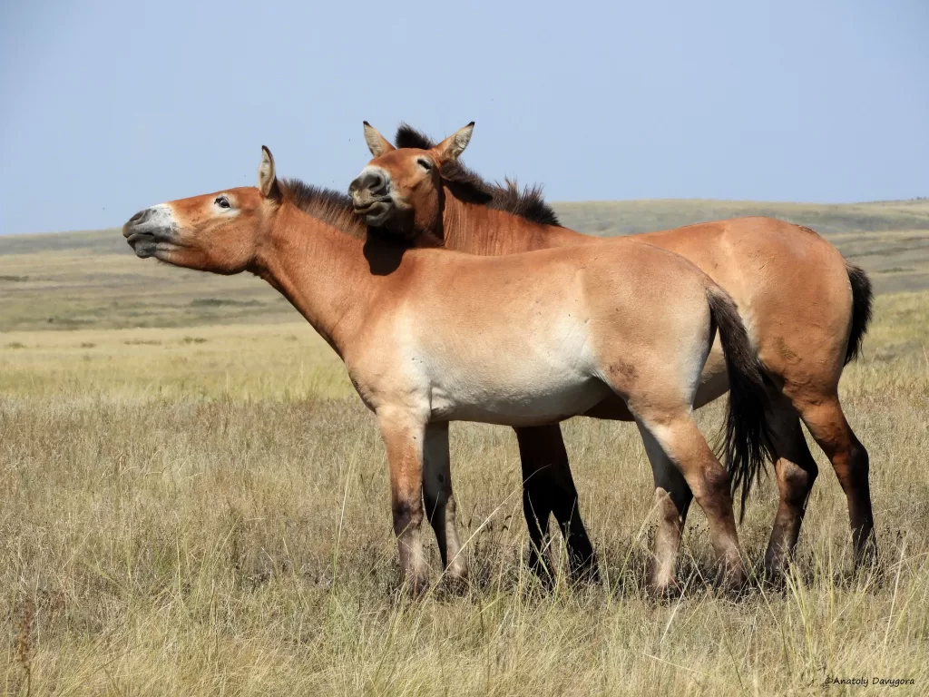 2 chevaux de Prjévalski