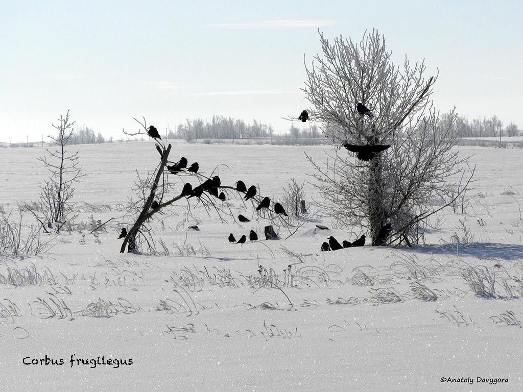 Groupe de corbeaux freux en hiver dans la steppe russe