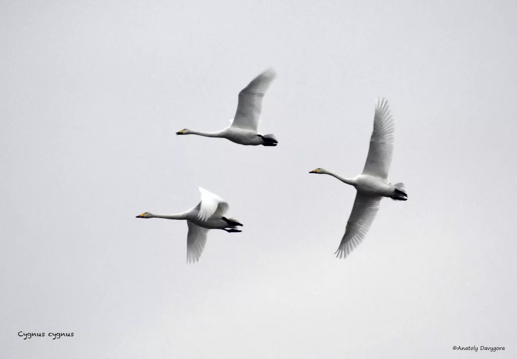 3 cygnes chanteurs en vol