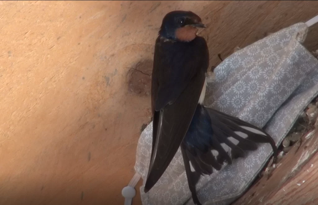 hirondelle rustique adulte de retour au nid réparé