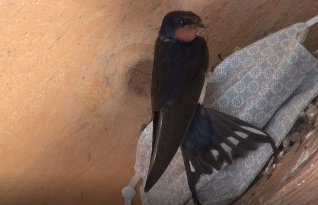 hirondelle rustique adulte de retour au nid réparé