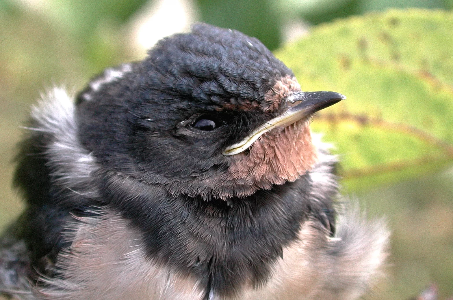 jeune hirondelle rustique