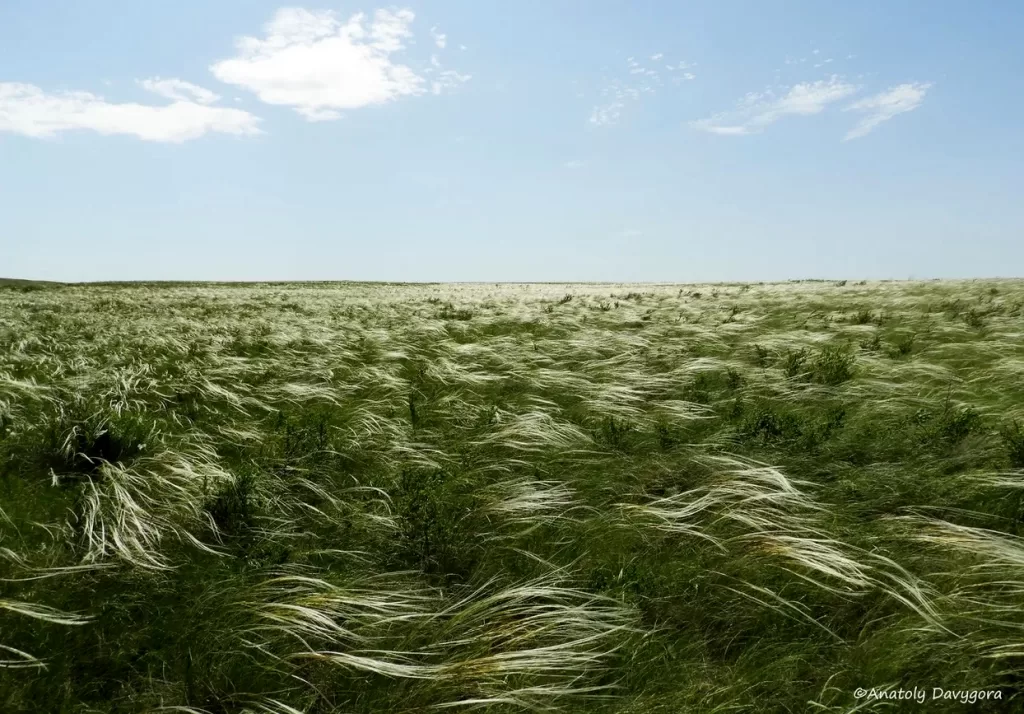 paysage de stippas (steppes d'herbes à plumes) dans la région d'Orenbourg (Russie)