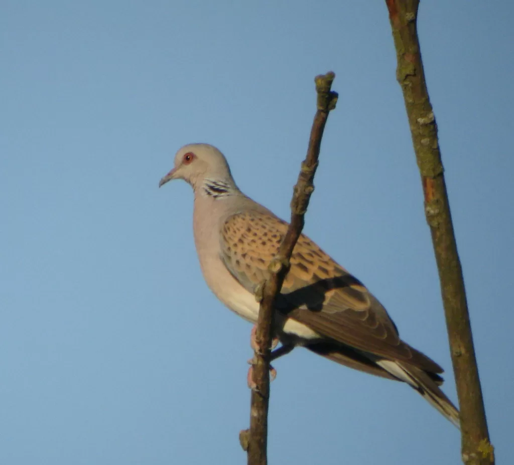 Tourterelle des bois posée sur une branche