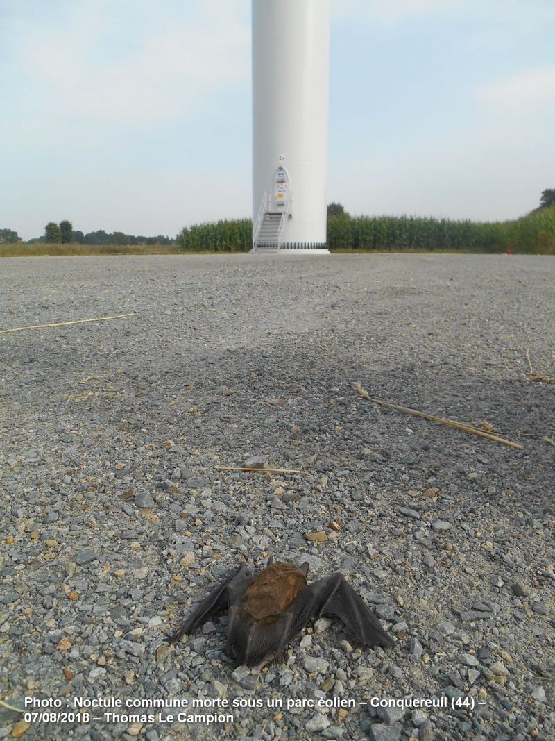 Noctule commune morte sous un parc éolien