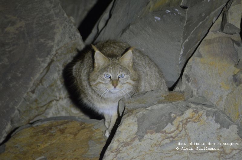 Chat chinois des montagnes