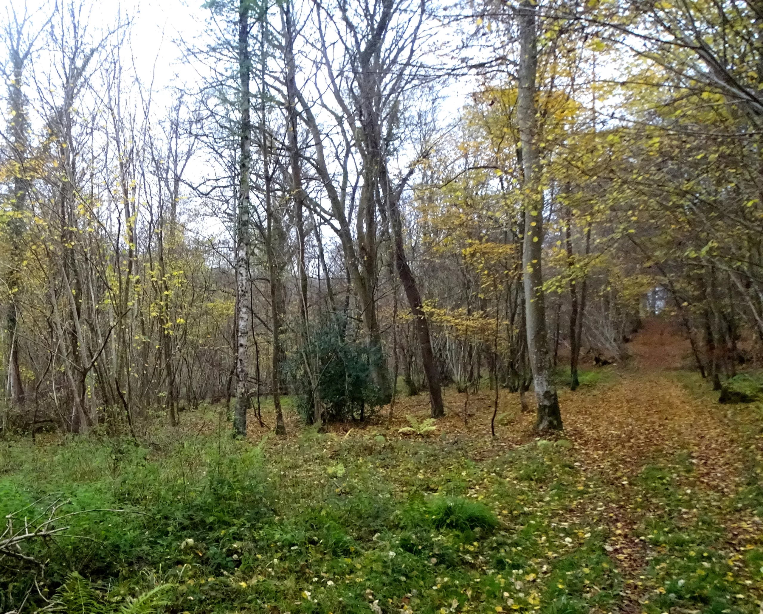 chemin en forêt à l'automne