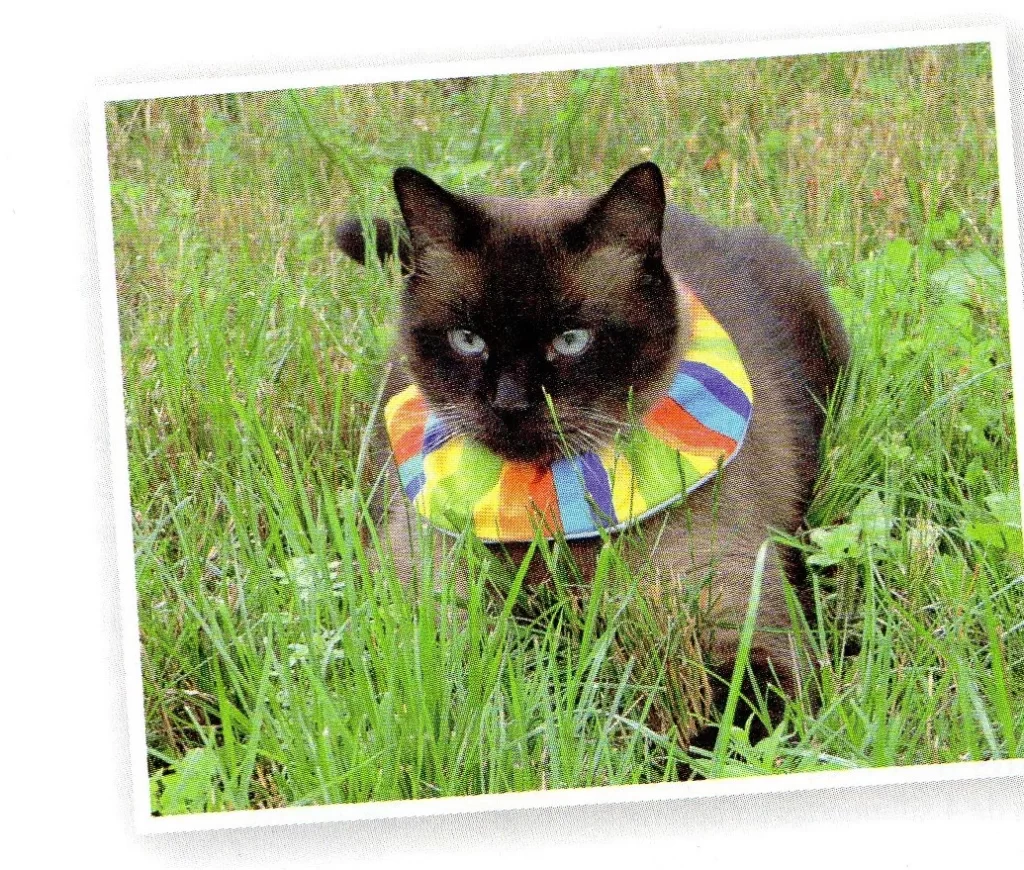 chat avec une collerette colorée en tissu
