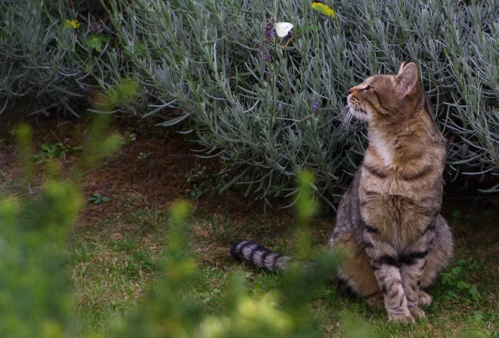 au jardin, un chat tigré regarde un papillon blanc posé dans la lavande