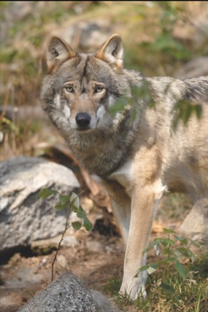 un loup
